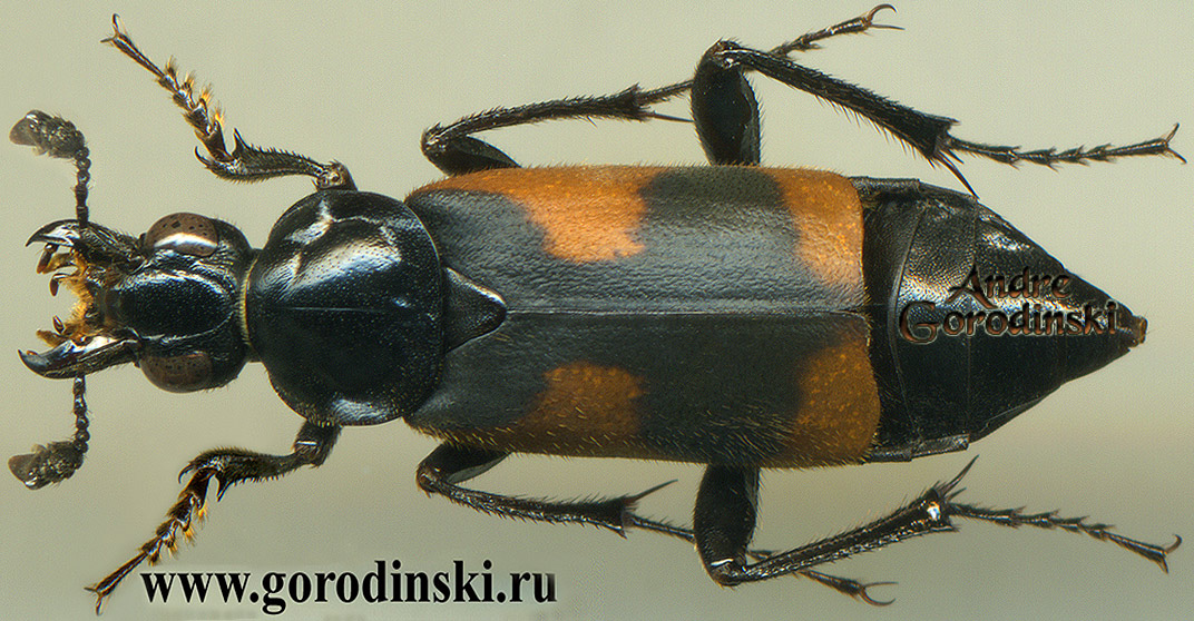 http://www.gorodinski.ru/silphidae/Nicrophorus sp..jpg